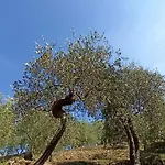 Il Glicine Cozy Appartamnent, Near Sestri Levante Between Cinque Terre E Portofino * Casarza Ligure