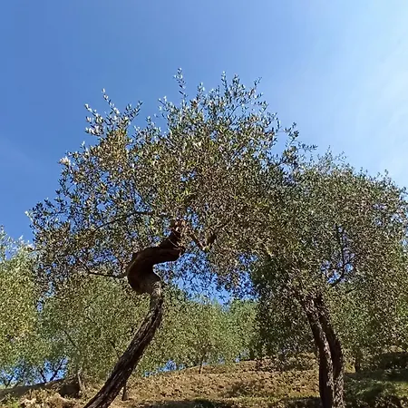 Il Glicine Cozy Appartamnent, Near Sestri Levante Between Cinque Terre E Portofino * Казарца-Лигуре